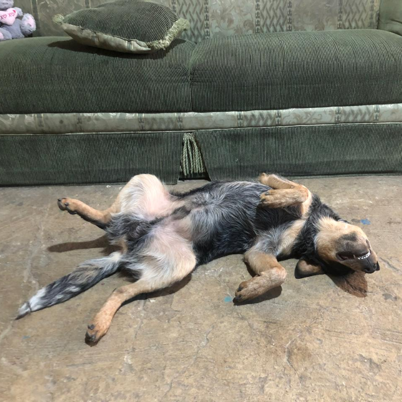 Rambo